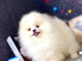 Boo Pomeranian En Sevilen Rengi