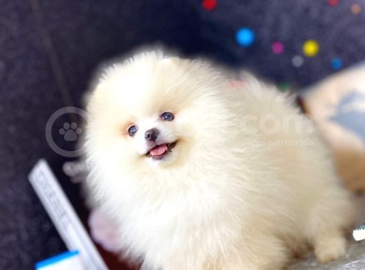 Boo Pomeranian En Sevilen Rengi görsel