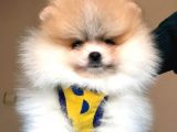 Tatlı Pomeranian Boo