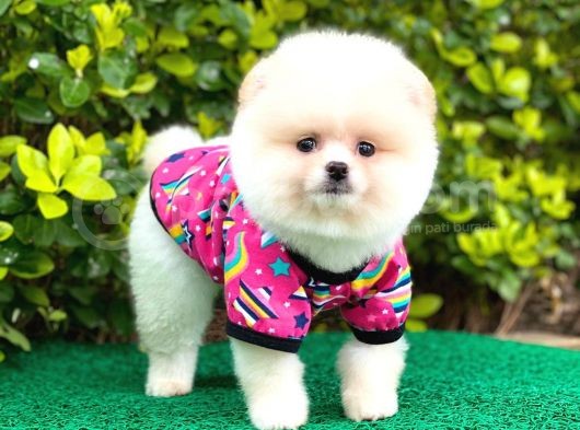 Prenses Kızımız Pomeranian görsel
