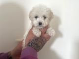 Mini Morkie Yavrular