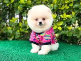 Prenses Kızımız Pomeranian