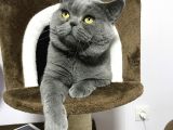 Full Secereli British Shorthair