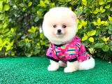 Prenses Kızımız Pomeranian