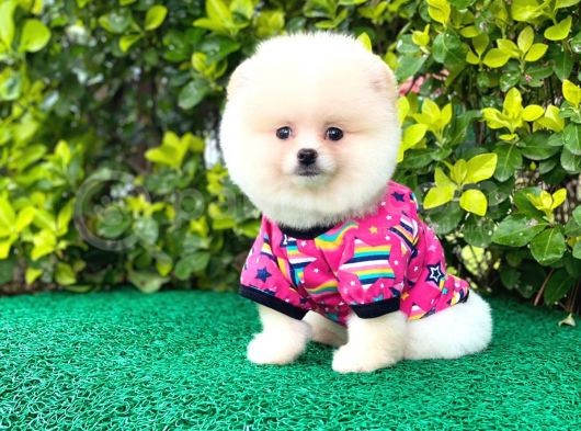 Prenses Kızımız Pomeranian