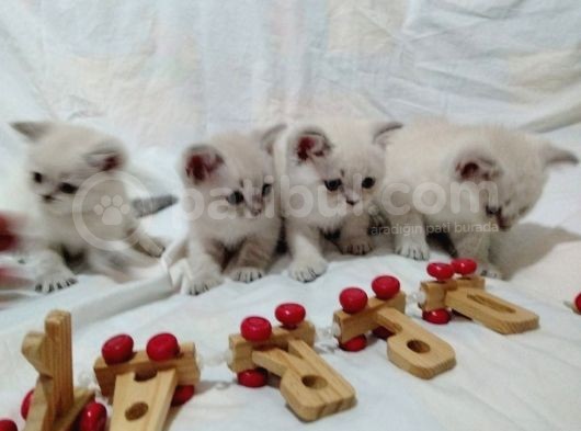 Tatlı Bebeklerimiz Yeni Sahiplerini Bekliyor görsel