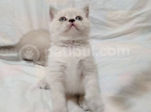 Tatlı Bebeklerimiz Yeni Sahiplerini Bekliyor görsel
