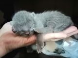 British Shorthair Uygun Hemen Teslim Antalya
