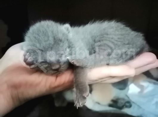 British Shorthair Uygun Hemen Teslim Antalya görsel
