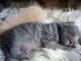 British Shorthair Uygun Hemen Teslim Antalya