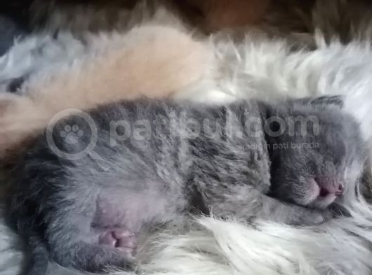 British Shorthair Uygun Hemen Teslim Antalya görsel