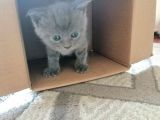 British Shorthair Uygun Hemen Teslim Antalya