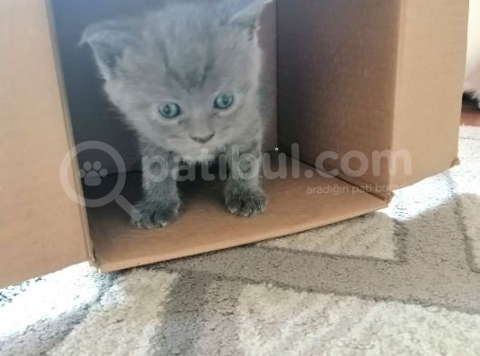 British Shorthair Uygun Hemen Teslim Antalya görsel
