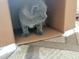 British Shorthair Uygun Hemen Teslim Antalya