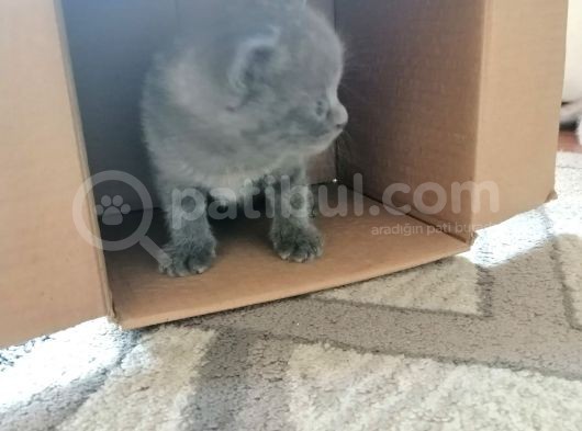 British Shorthair Uygun Hemen Teslim Antalya görsel