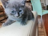 British Shorthair Uygun Hemen Teslim Antalya