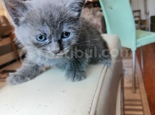 British Shorthair Uygun Hemen Teslim Antalya görsel