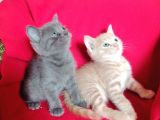British Shorthair Uygun Hemen Teslim Antalya