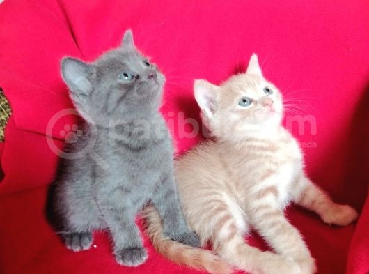 British Shorthair Uygun Hemen Teslim Antalya görsel