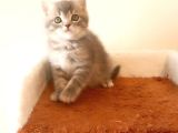 British Shorthair Yavruları