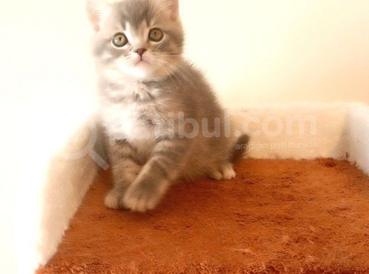 British Shorthair Yavruları