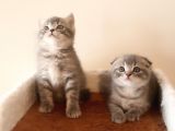 Scottish Fold Yavrular