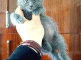 British Shorthair Yavruları