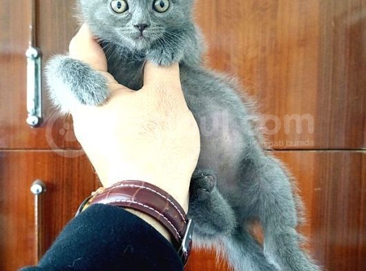 British Shorthair Yavruları