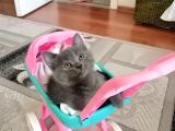 British Shorthair Uygun Hemen Teslim Antalya