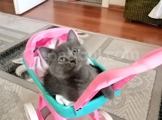 British Shorthair Uygun Hemen Teslim Antalya