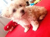 Ev Doğumlu Malti̇poo Kardeşler