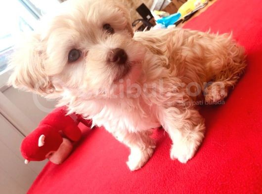 Ev Doğumlu Malti̇poo Kardeşler görsel
