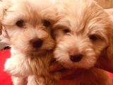 Ev Doğumlu Malti̇poo Kardeşler