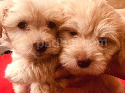 Ev Doğumlu Malti̇poo Kardeşler