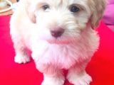 Ev Doğumlu Malti̇poo Kardeşler