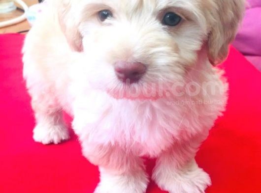 Ev Doğumlu Malti̇poo Kardeşler görsel