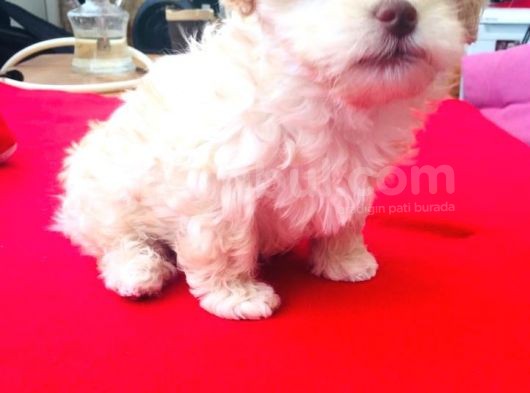 Ev Doğumlu Malti̇poo Kardeşler görsel
