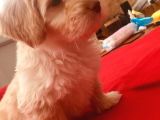 Ev Doğumlu Malti̇poo Kardeşler