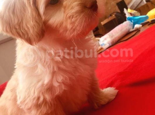 Ev Doğumlu Malti̇poo Kardeşler görsel