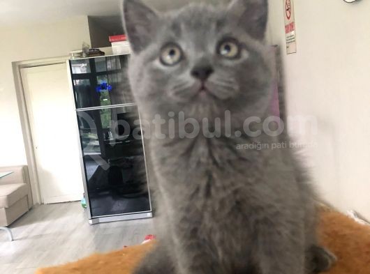Bri̇ti̇sh Shorthai̇r A Kali̇te Erkek Yavrumuz görsel