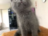 Bri̇ti̇sh Shorthai̇r A Kali̇te Erkek Yavrumuz
