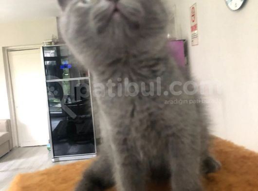 Bri̇ti̇sh Shorthai̇r A Kali̇te Erkek Yavrumuz görsel