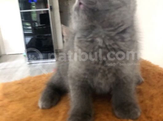 Bri̇ti̇sh Shorthai̇r A Kali̇te Erkek Yavrumuz görsel