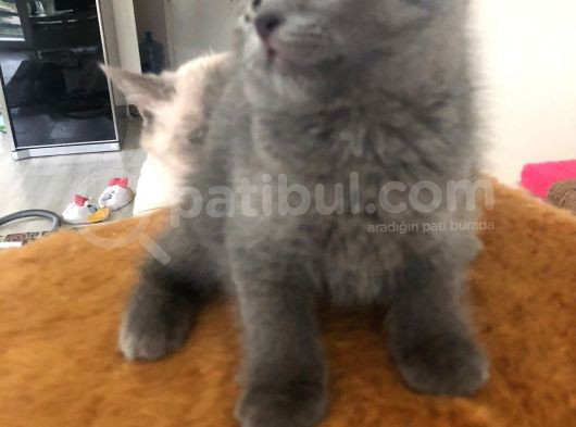 Bri̇ti̇sh Shorthai̇r A Kali̇te Erkek Yavrumuz