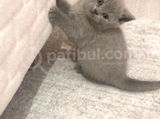 Bri̇ti̇sh Shorthai̇r A Kali̇te Erkek Yavrumuz görsel
