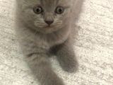 Bri̇ti̇sh Shorthai̇r A Kali̇te Erkek Yavrumuz