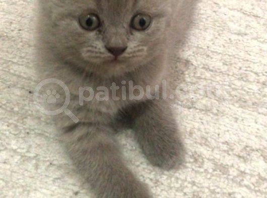 Bri̇ti̇sh Shorthai̇r A Kali̇te Erkek Yavrumuz görsel