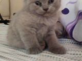 Bri̇ti̇sh Shorthai̇r A Kali̇te Erkek Yavrumuz