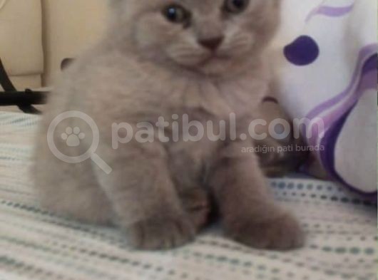 Bri̇ti̇sh Shorthai̇r A Kali̇te Erkek Yavrumuz görsel