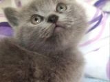 Bri̇ti̇sh Shorthai̇r A Kali̇te Erkek Yavrumuz